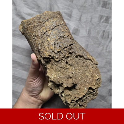 Rare Large Plesiosaur Sp Paddle Limb Bone Fossil From Uk Jurassic Isle Of Wight